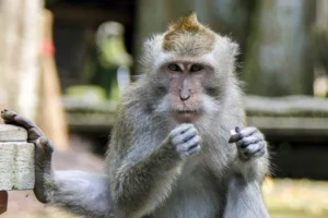 monkey